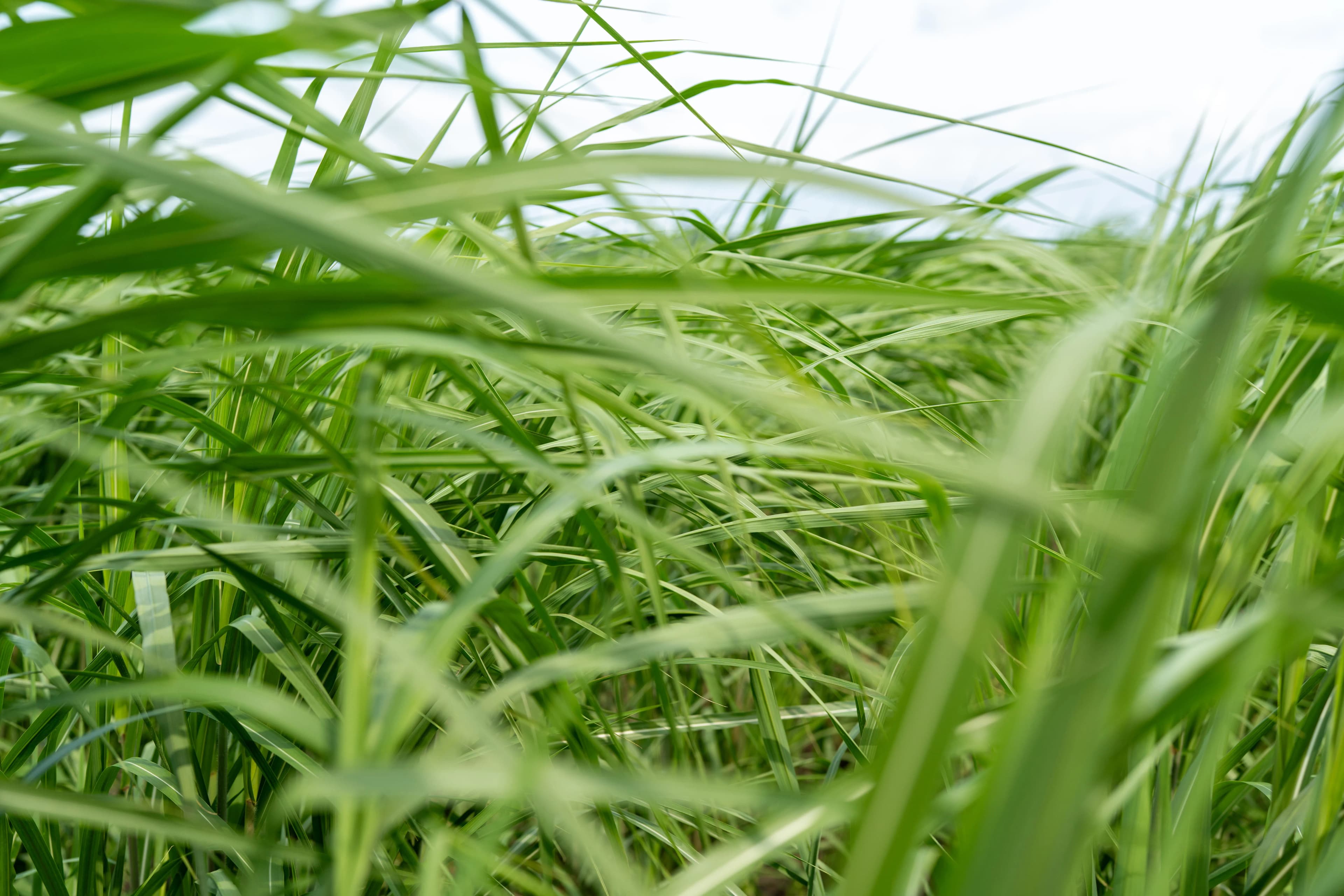 Wat is een Carbon Credit? Informerend artikel