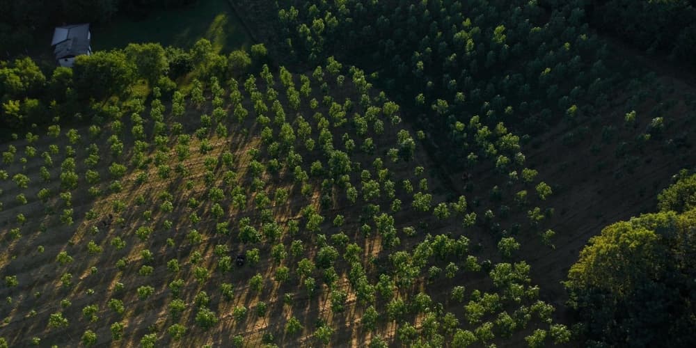 Naturevest, partner van Dealin.Green, heeft de eerste carbon credits van Paulownia teelt verkocht