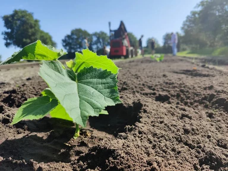 Van zaailingen tot certificaten: Naturevest's Paulownia koolstofopslag in Kroatië